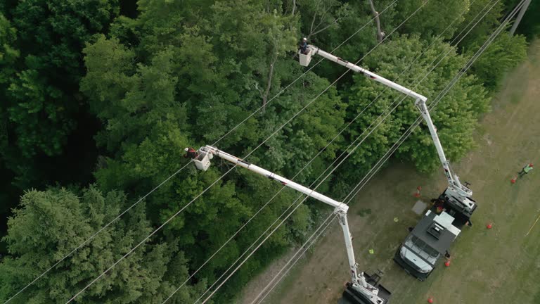 Reliable New Eagle, PA Tree Care Services Solutions